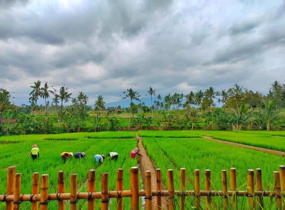 Sawah Ijen Hotell Licin Eksteriør bilde